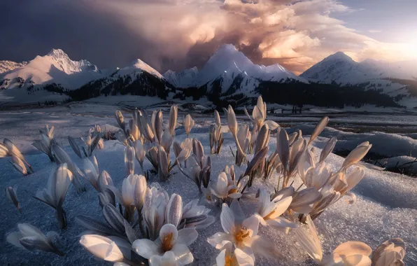 Picture clouds, snow, landscape, sunset, flowers, mountains, nature, spring