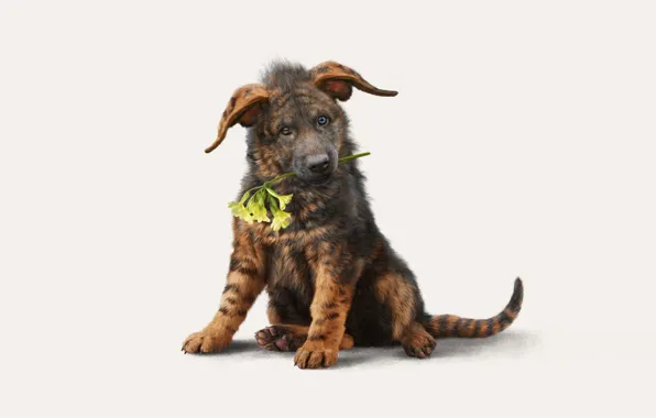 Dog, Flower, Style, Dog, Art, Art, Style, Illustration