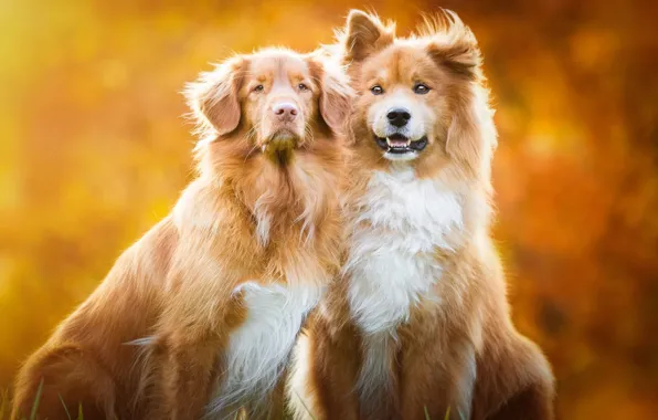 Picture autumn, dogs, look, orange, nature, pose, background, two