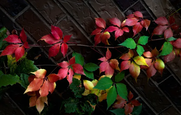 Picture autumn, leaves, wall, paint, ivy