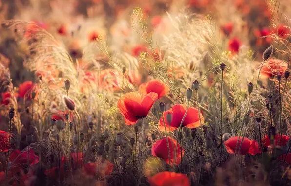 Light, flowers, stems, Maki, spikelets, red, Sunny, bokeh
