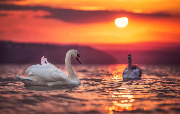 The sun, sunset, birds, the evening, pair, swans, pond, Valentin Valkov