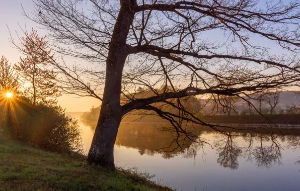 The sun, trees, branches, fog, lake, pond, reflection, shore