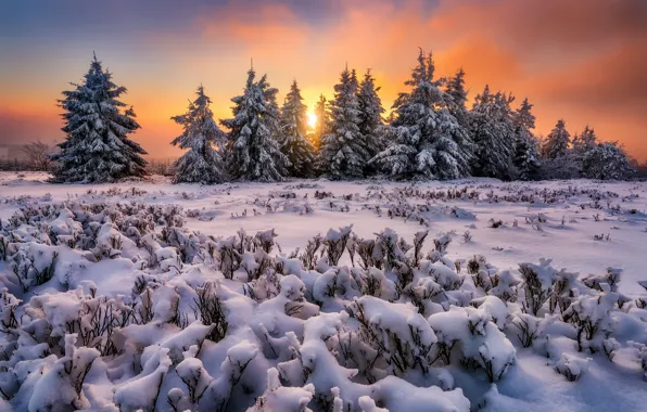 Snow, trees, sunset