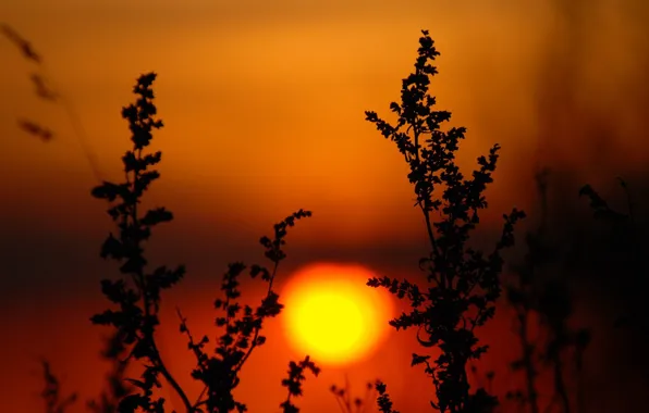 The sun, sunset, plants
