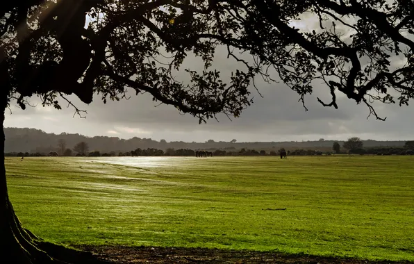 Picture field, clouds, trees