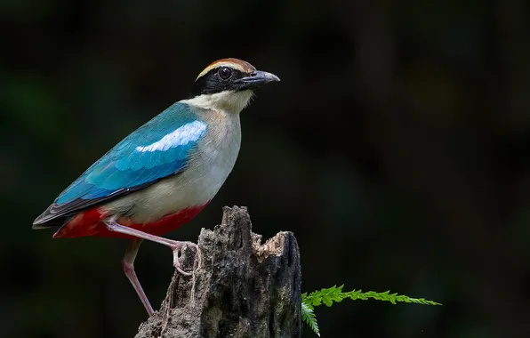 Leaves, bird, color, feathers, beak