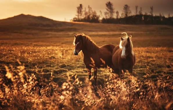 Field, light, horses, horse
