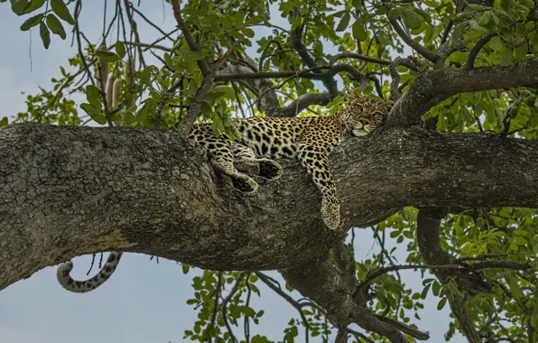 Picture tree, stay, relax, leopard, on the tree