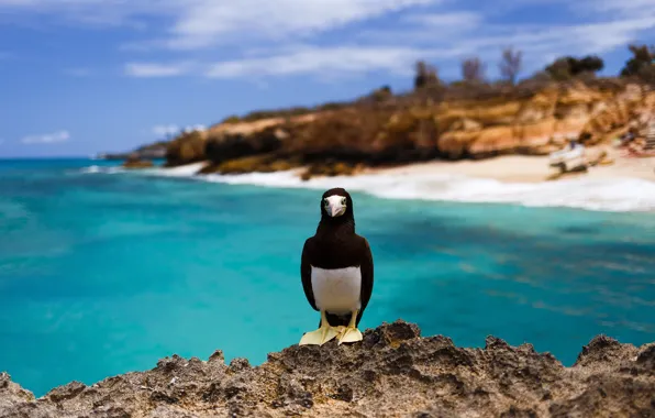 Sea, rocks, island, sea bird, brown booby
