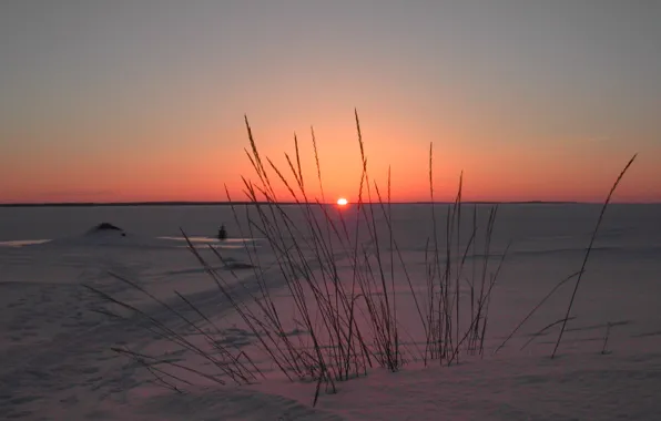 Picture winter, field, the sky, snow, sunset, plant, horizon
