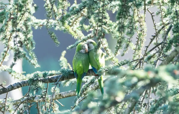 Picture greens, birds, pair, parrots