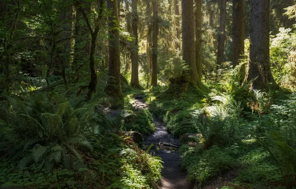 Picture forest, trees, nature, path