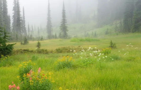 Greens, forest, grass, trees, flowers, nature, fog, glade