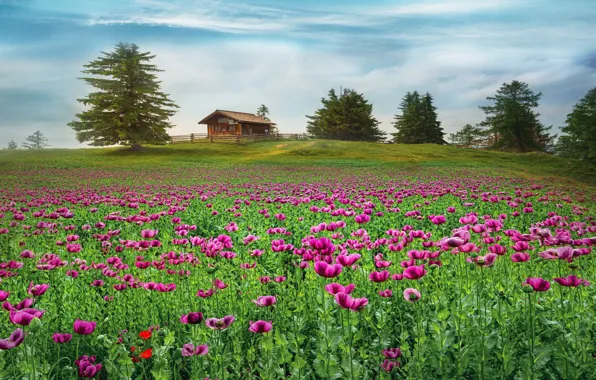 Field, summer, trees, landscape, house, rendering, glade, Maki