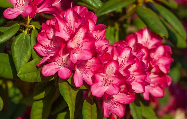 Macro, pink, rhododendron, Azalea