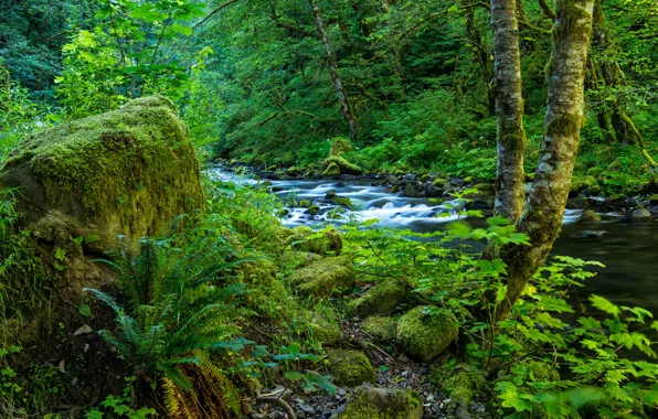 Greens, forest, grass, trees, branches, stream, stones, moss