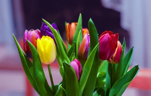 Leaves, bouquet, spring, petals, tulips