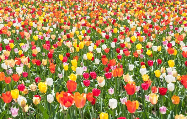 Picture field, spring, meadow, tulips