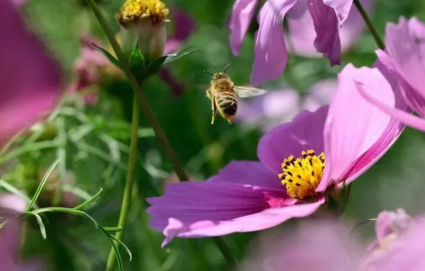 Flowers, insect, pink, bumblebee, kosmeya