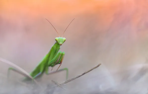 Picture nature, background, mantis