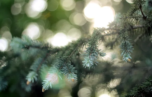 Macro, branches, nature