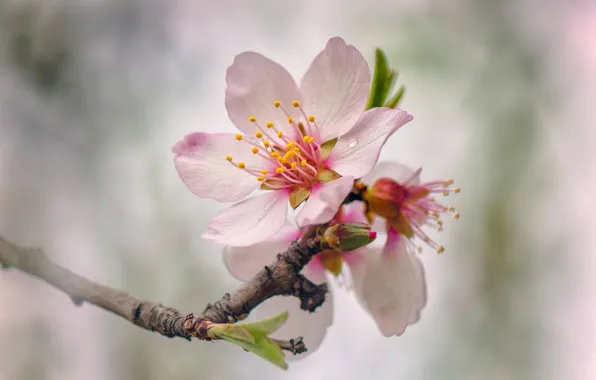 Tree, spring, flowering, flowers