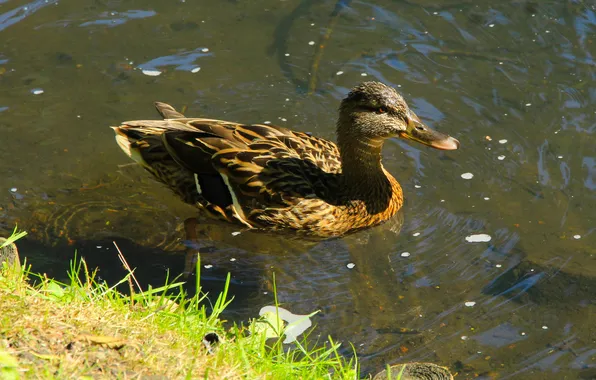 Bird, water, duck