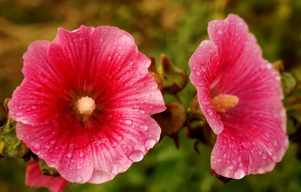 Flower, blooming, hollyhocks