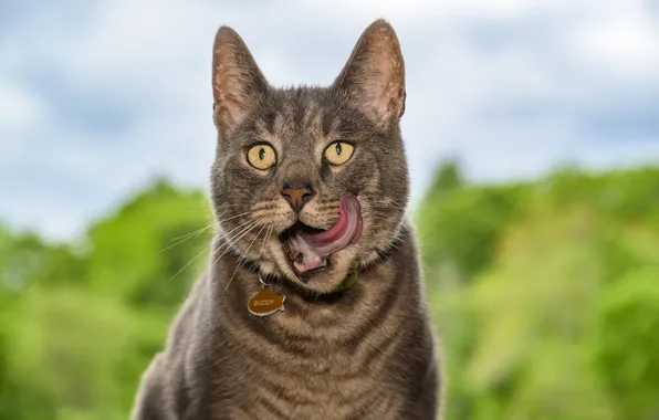 Greens, language, cat, cat, look, nature, pose, grey