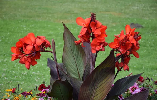 Flowers, Red flowers, Red flowers, Canna