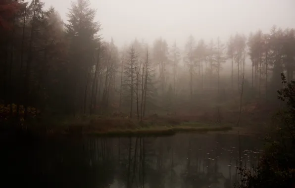 Picture forest, fog, lake, gloomy, atmospheric
