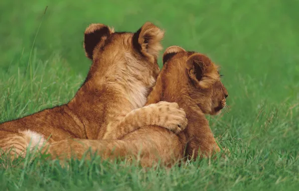 Picture cat, grass, each, lion