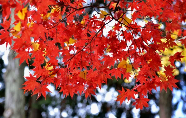 Autumn, leaves, Japan, maple, the crimson