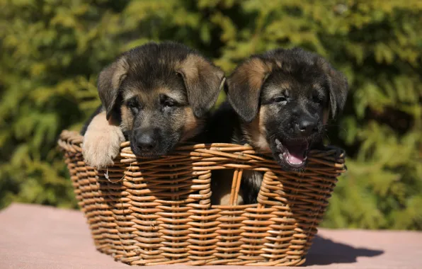 Basket, puppies, shepherd