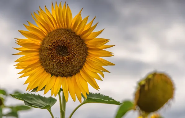 The sky, nature, sunflower