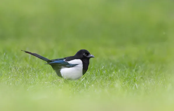 Picture grass, bird, forty, wildlife