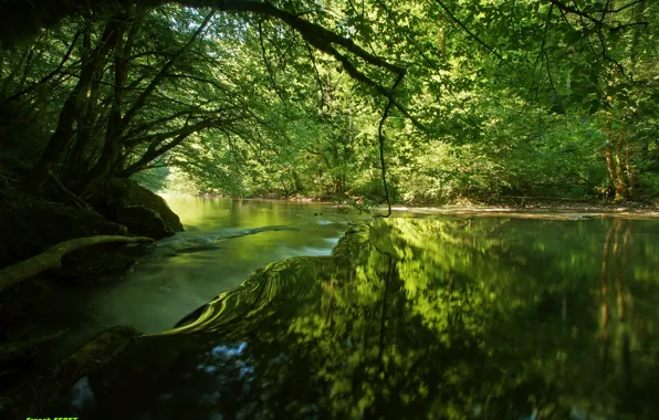 Forest, water, trees, river