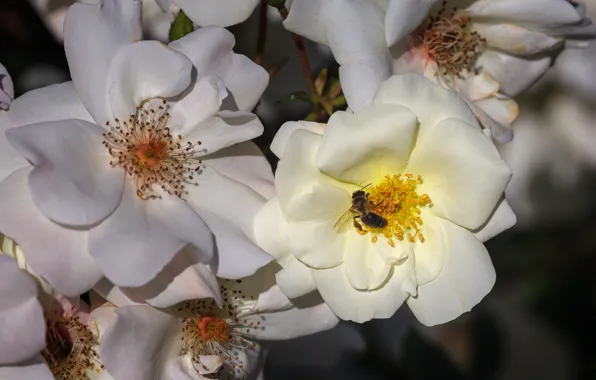 Macro, flowers, bee, background, OSA, roses, briar, insect
