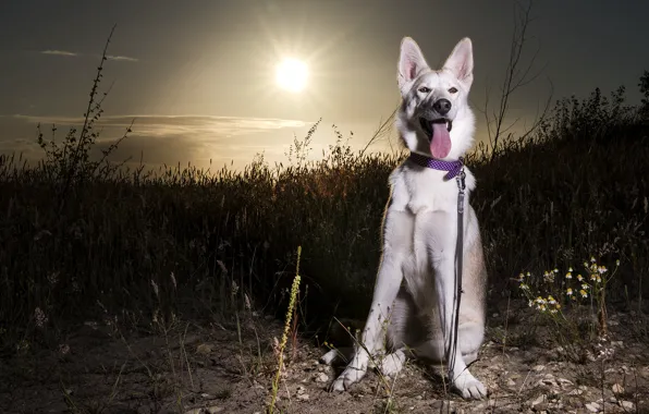 Picture dog, Sunset, Siberian husky