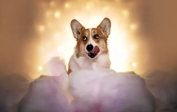 Language, dog, Corgi