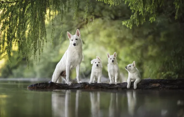 Greens, dogs, look, water, landscape, branches, nature, pose