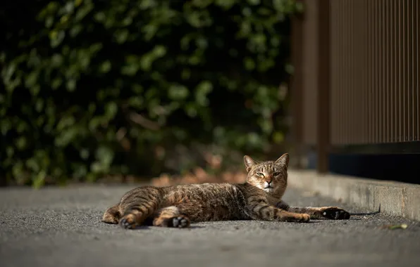 Picture cat, cat, grey, stay, striped