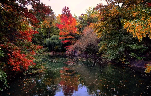 Autumn, leaves, clouds, trees, lake, reflection, mirror