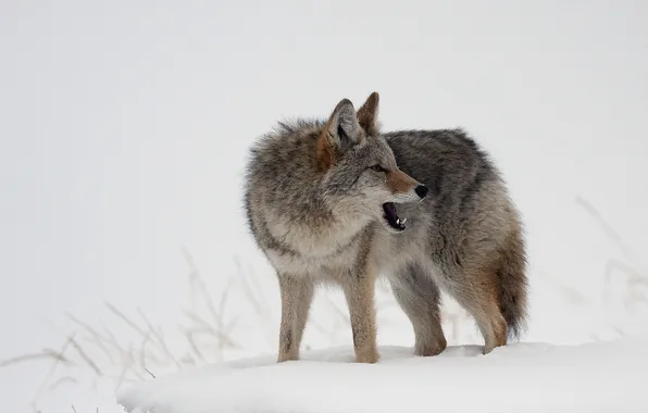 Picture winter, nature, wolf