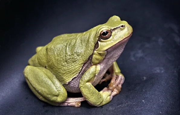 Green, frog, animal, wildlife