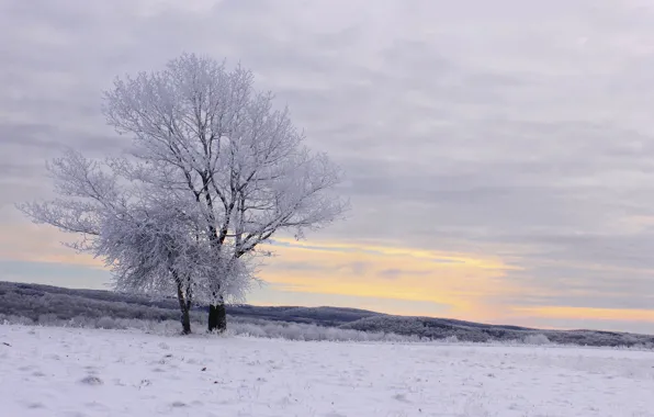 Winter, frost, forest, snow, trees, hills