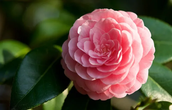 Pink, petals, Camellia
