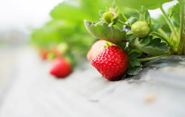 Berries, sprig, food, strawberry, leaves, light background, Bush, berry