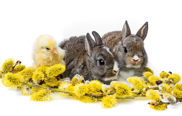Picture rabbits, white background, chicken, Verba, cubs, Trinity, rabbits